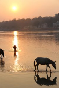 Horses relaxing at the Ganga in Rishikesh, India - where I went on a yoga retreat in 2013. 