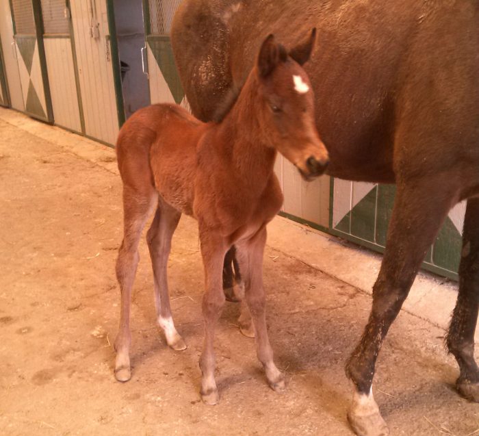 Corona Rosaire as a foal