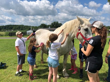 students groom a horse at Equine Advocates