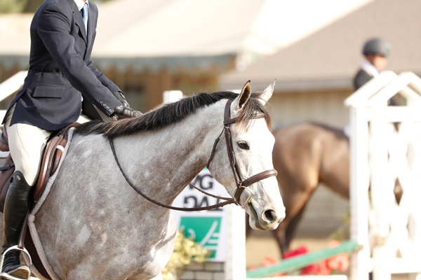 Thoroughbred Classic Horse Show