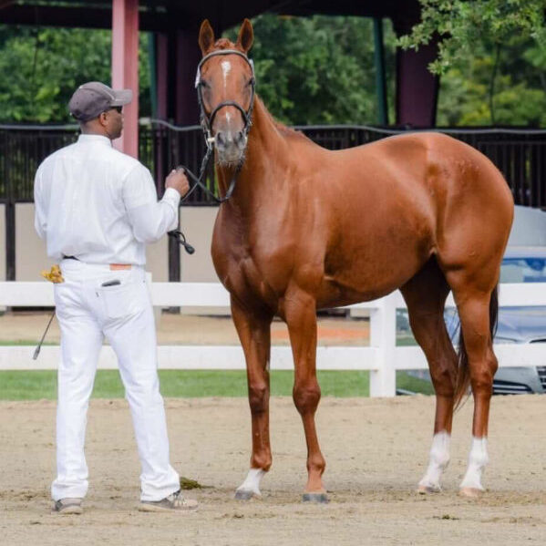 zenna midatlantic horse rescue