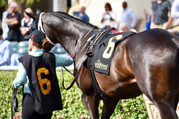 TAA, Centennial Farms to Present Best Turned Out Horse Awards at Pegasus World Cup