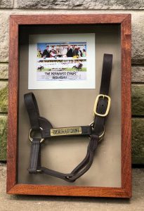 bernardini halter shadowbox