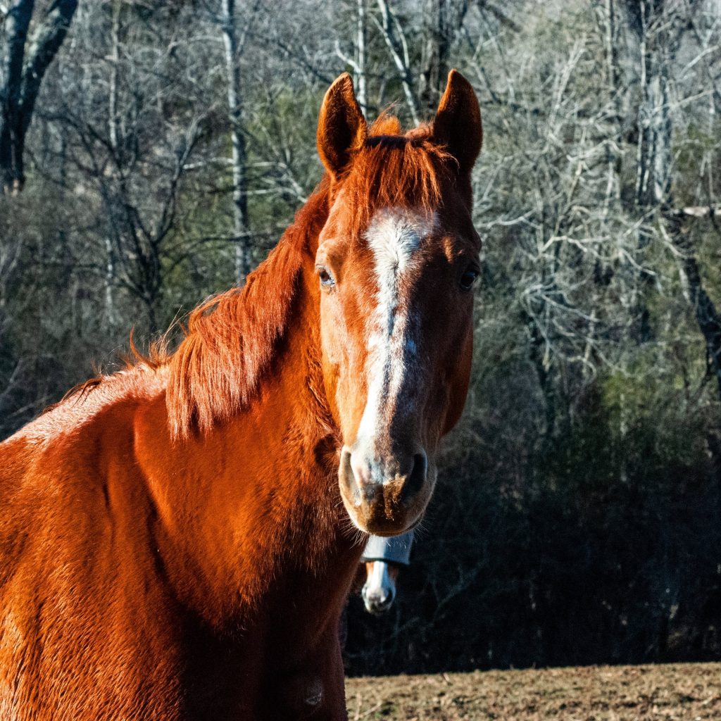 Devil's Passion at Brook Hill - Shannon Kelly