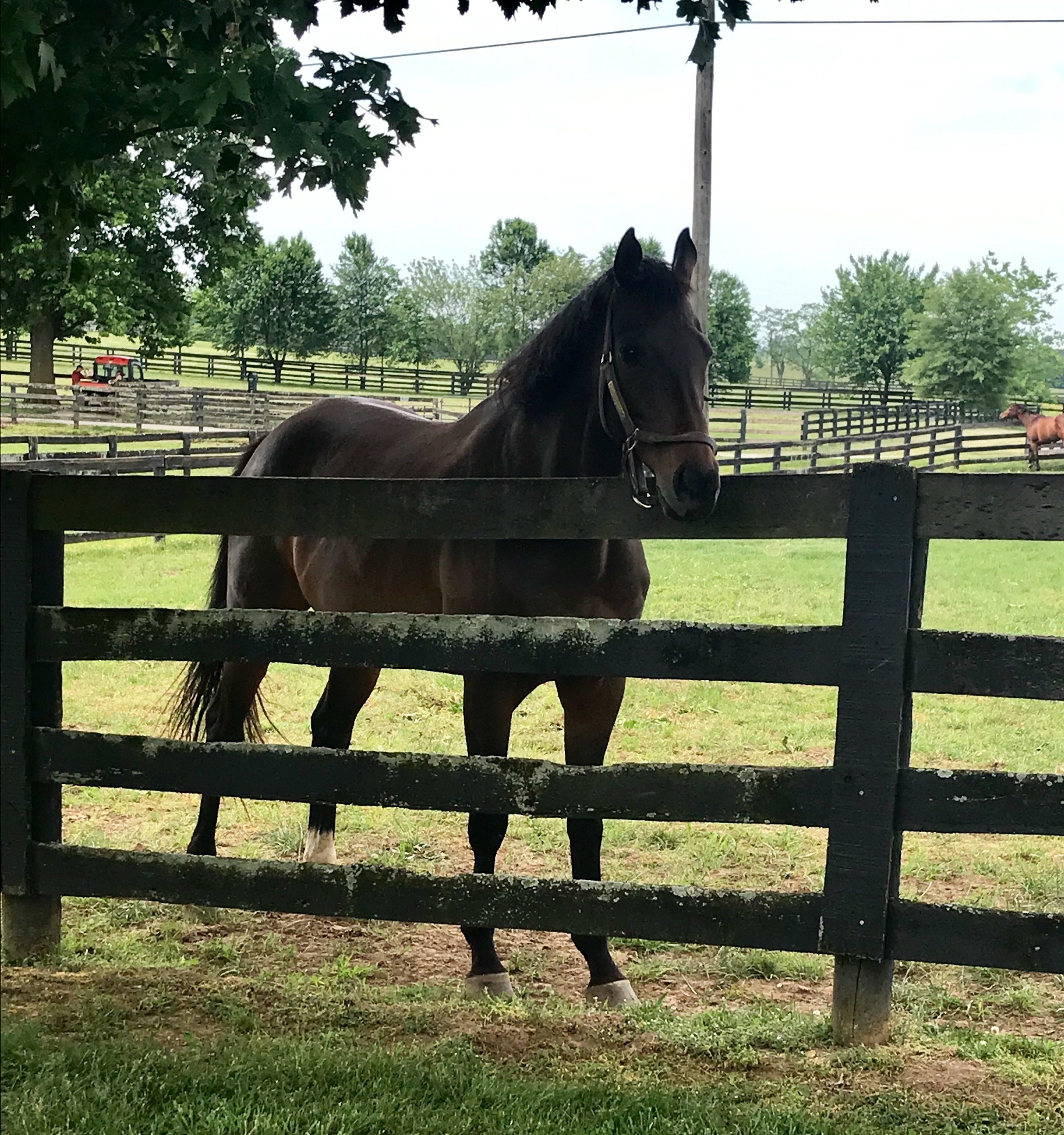 Game On Dude Thoroughbred Aftercare AllianceThoroughbred Aftercare 