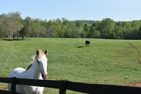 Thoroughbred Retirement Foundation