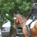 dressage horse at horse show