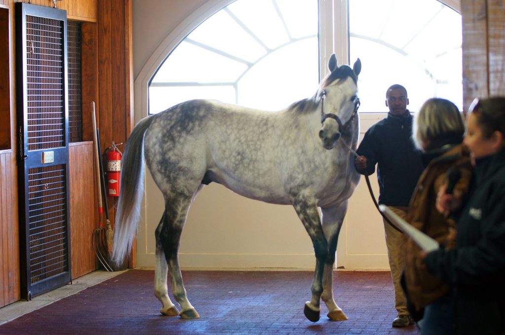 sequel stallions open house