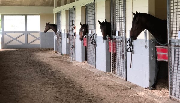 akindale training barn