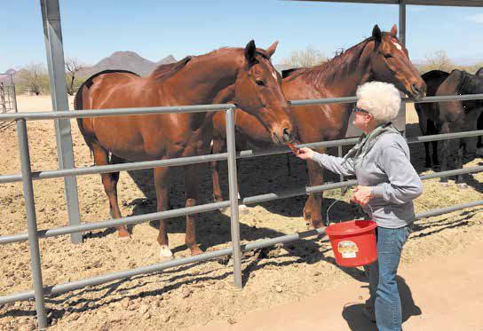 Equine Encore