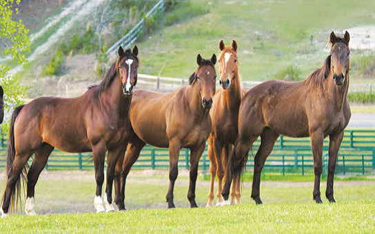 Equine Rescue of Aiken