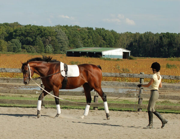 Many TAA-accredited Thoroughbred aftercare organizations focus on retraining and adoption.