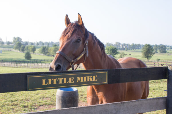 $3.5 million-earner Little Mike is a resident at Old Friends, a Thoroughbred aftercare organization.