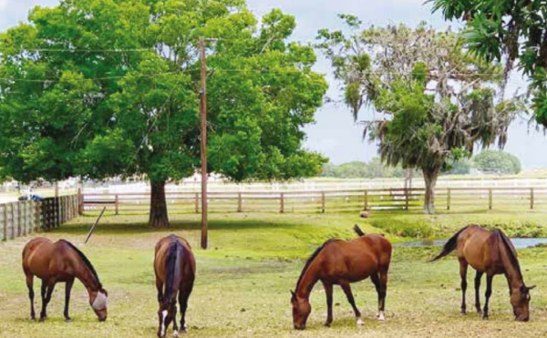 Thoroughbred Retirement of Tampa