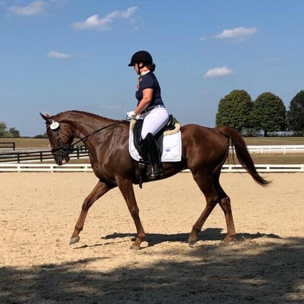 Bull City Bonus in the dressage ring