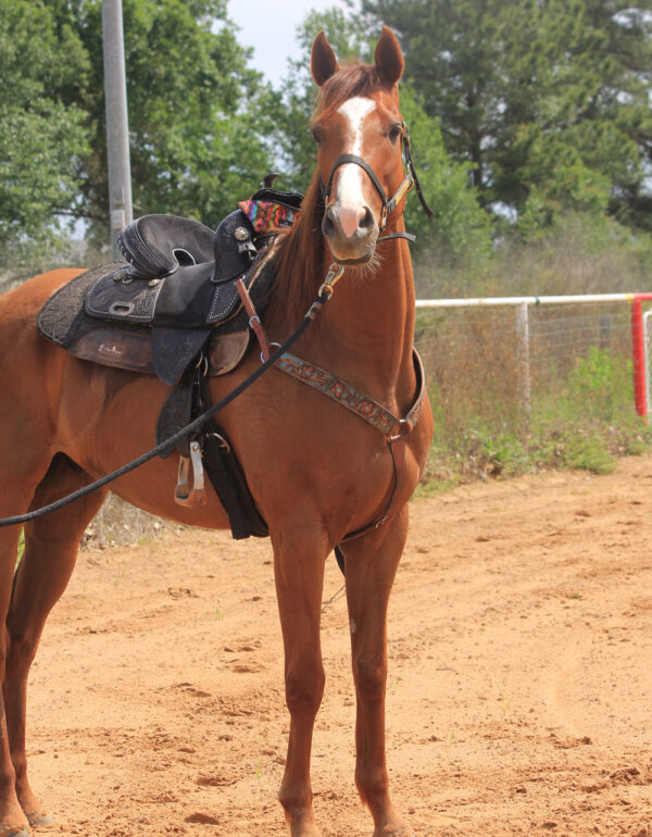 Don't Lecture Me under western tack