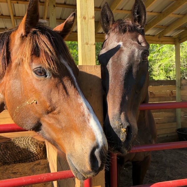 Pardner and Wire Me Rockin