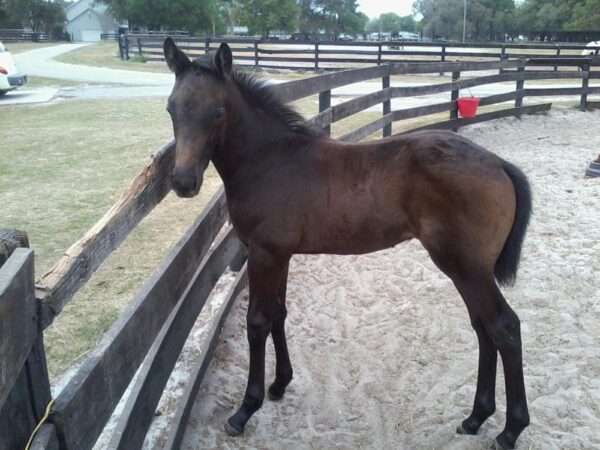 All Hundreds as a foal