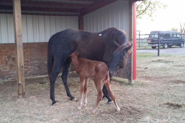 Crank It Up Peggy with her filly