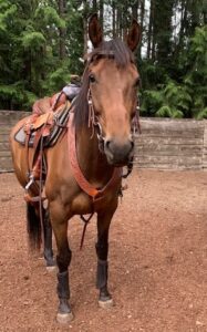 Shadow Dancer in western tack