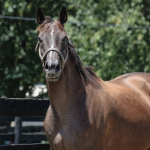 Kentucky equine adoption center