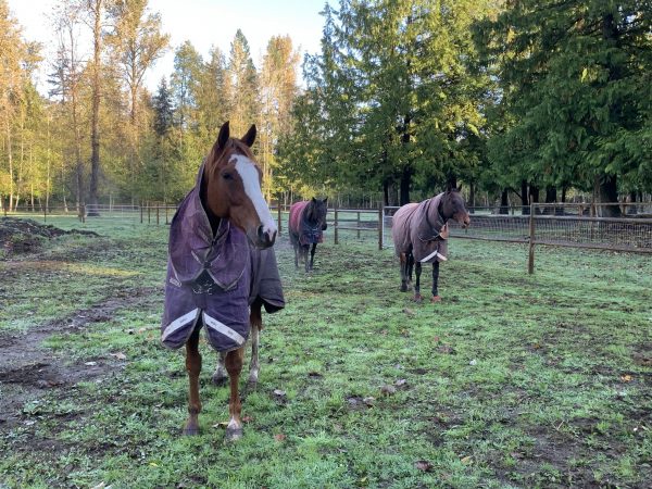 Little Brown Derby OTTB herd