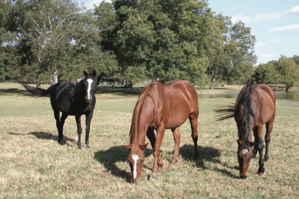 The Exceller Fund