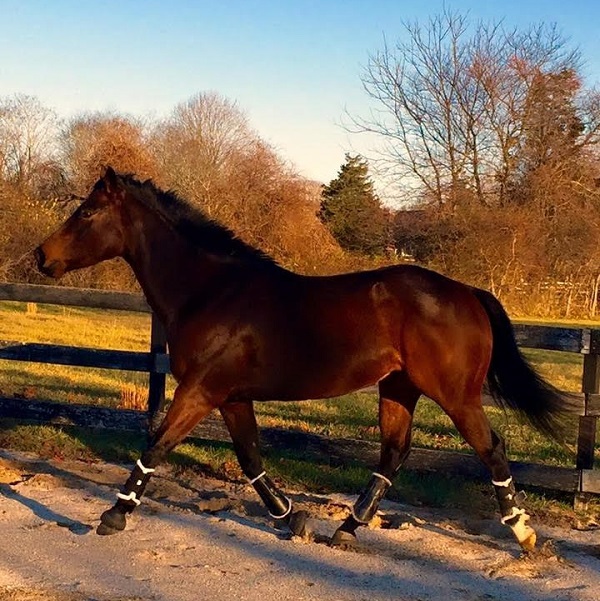 First Lieutenant trotting