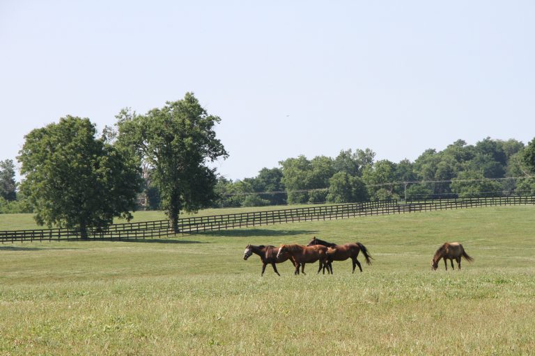 Thoroughbred Aftercare Alliance Thoroughbred Aftercare 