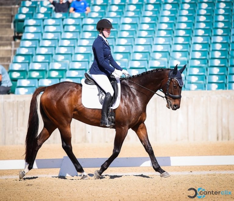 Thoroughbred Aftercare Alliance Thoroughbred Aftercare 