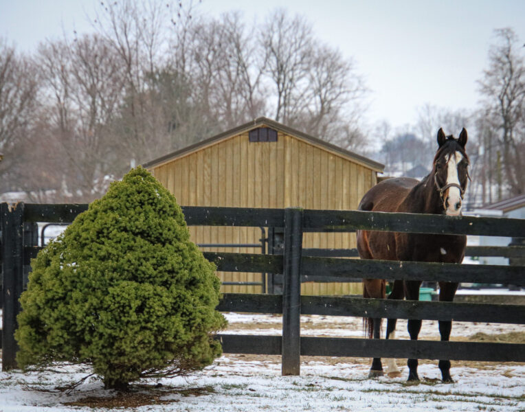 TAA Holiday Giving Campaign Raises $180K for Retired Thoroughbreds