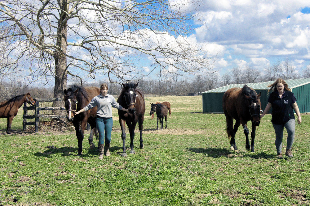 Revisiting the Conversation on How to Solve Thoroughbred Aftercare