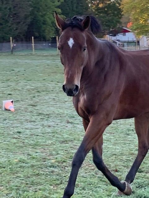 The Perfect Horse: Silver Bouquet