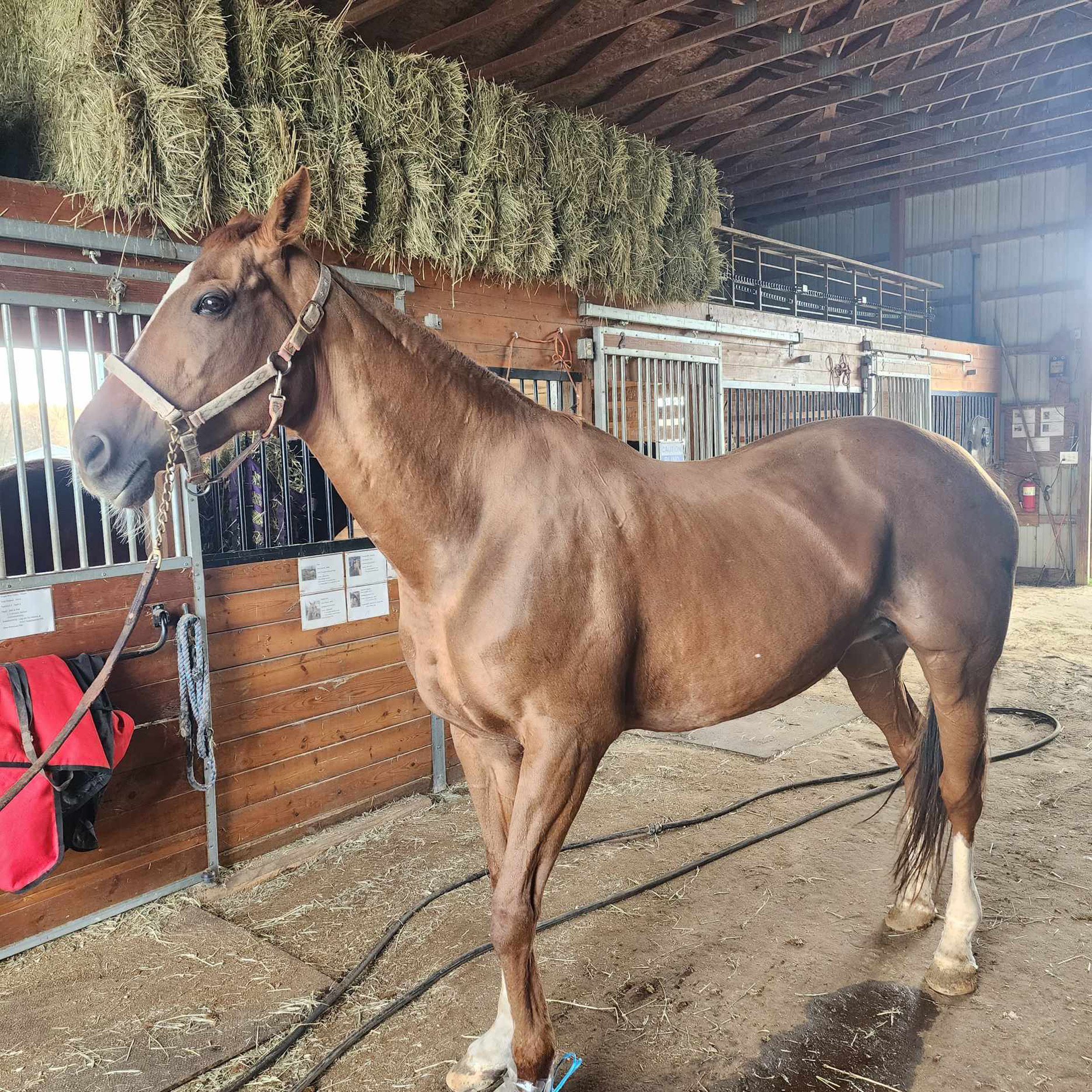 Beyond The Roses Equine Rescue & Retirement Thoroughbred Aftercare