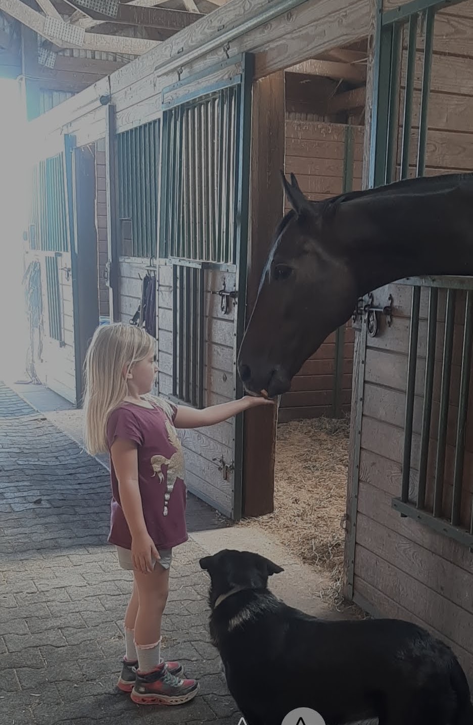 It Takes A Village: Tomater Gator’s Soft Landing to OTTB