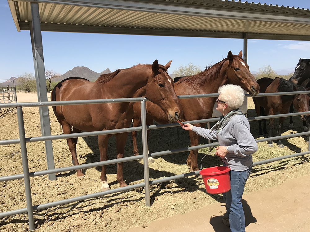 Equine Encore Foundation Thoroughbred Aftercare AllianceThoroughbred