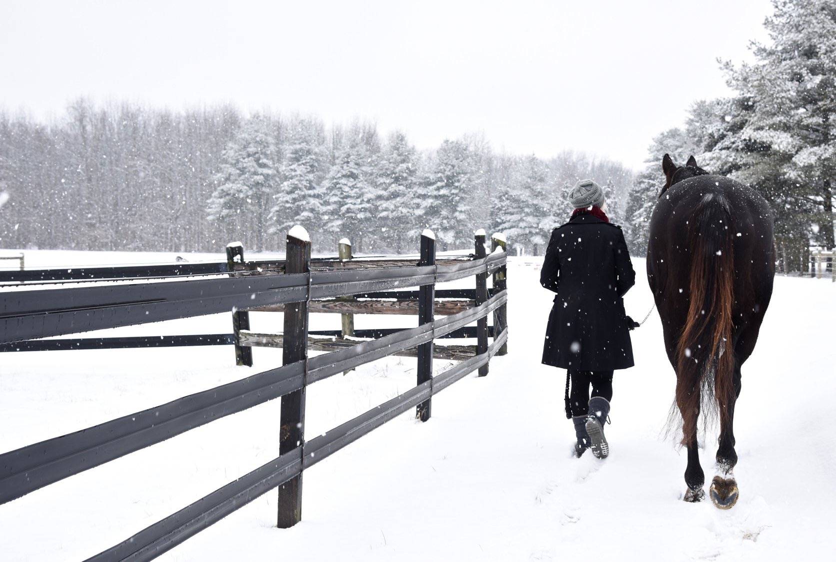 Thoroughbred Aftercare Alliance Thanks Supporters  of the Holiday Giving Campaign