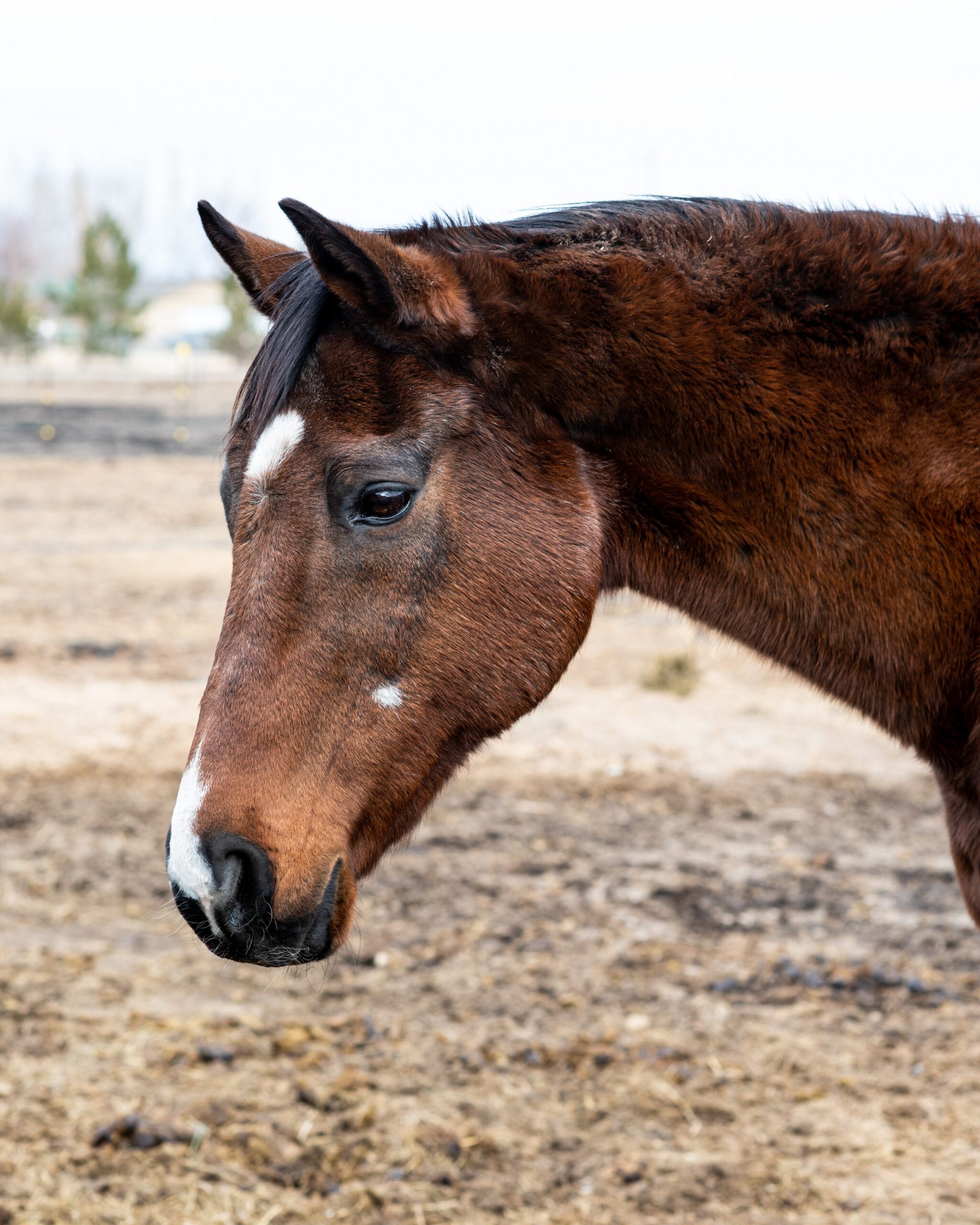 Remembering Viva Pentelicus: From the Racetrack to Compassion and Connection – A Tale of Resilience