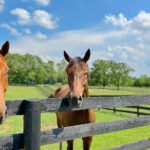 More Than a Racehorse: Courage’s Story