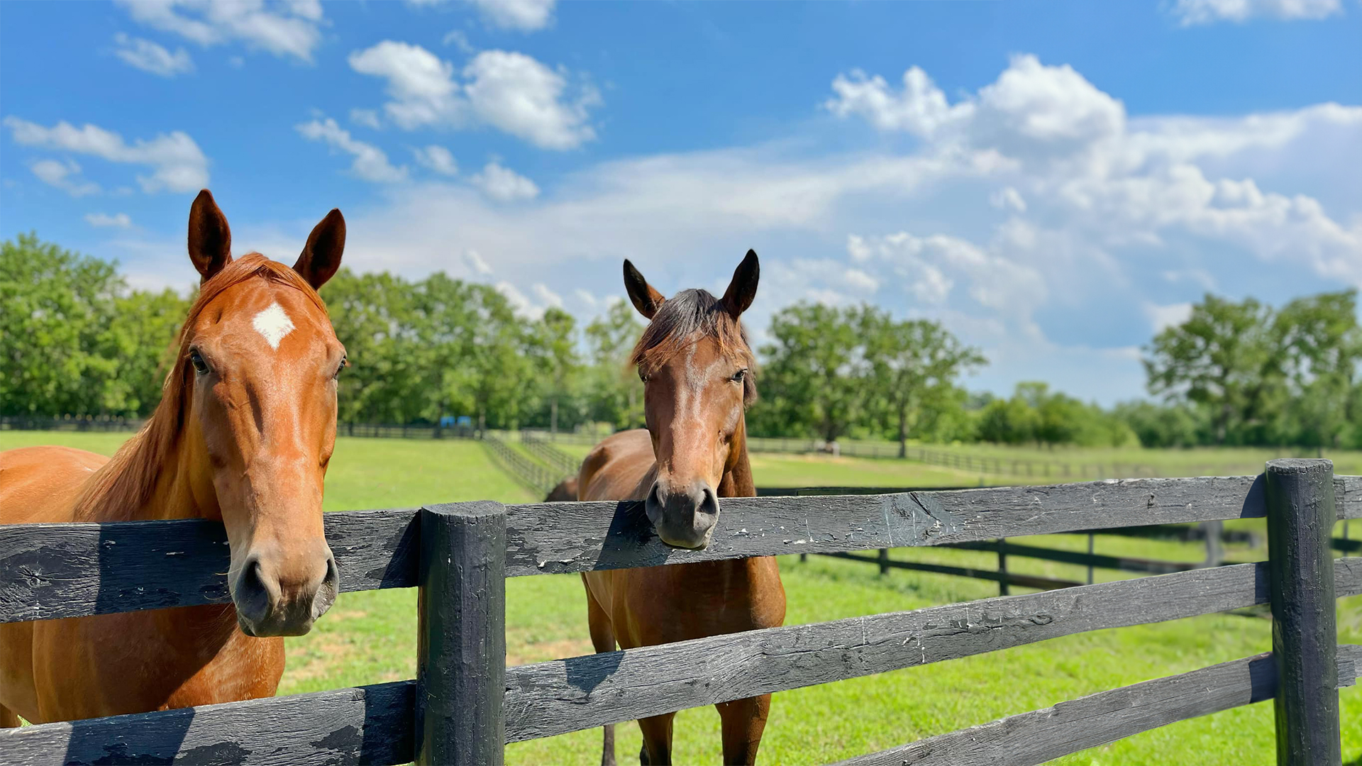 More Than a Racehorse: Courage’s Story