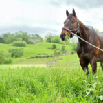 Home at Last: Galerio’s Fourteen Hundred Mile Journey to a New Life