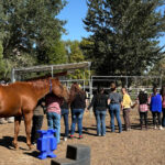 Equine Assisted Therapy with Retired Racehorses at Healing Arenas