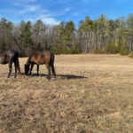 A Second Chance: Noni’s Journey to Love and Safety