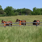 Sanctuary Living: James River Horse Foundation