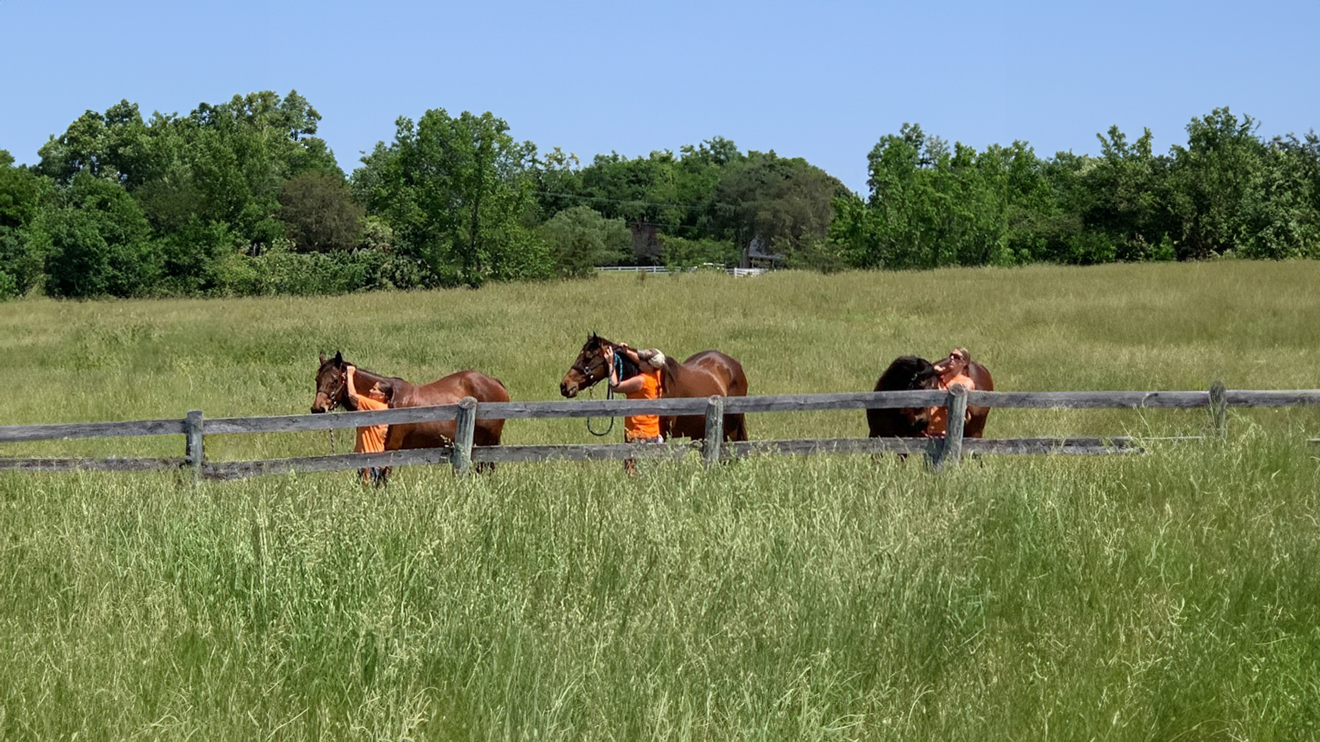 Sanctuary Living: James River Horse Foundation