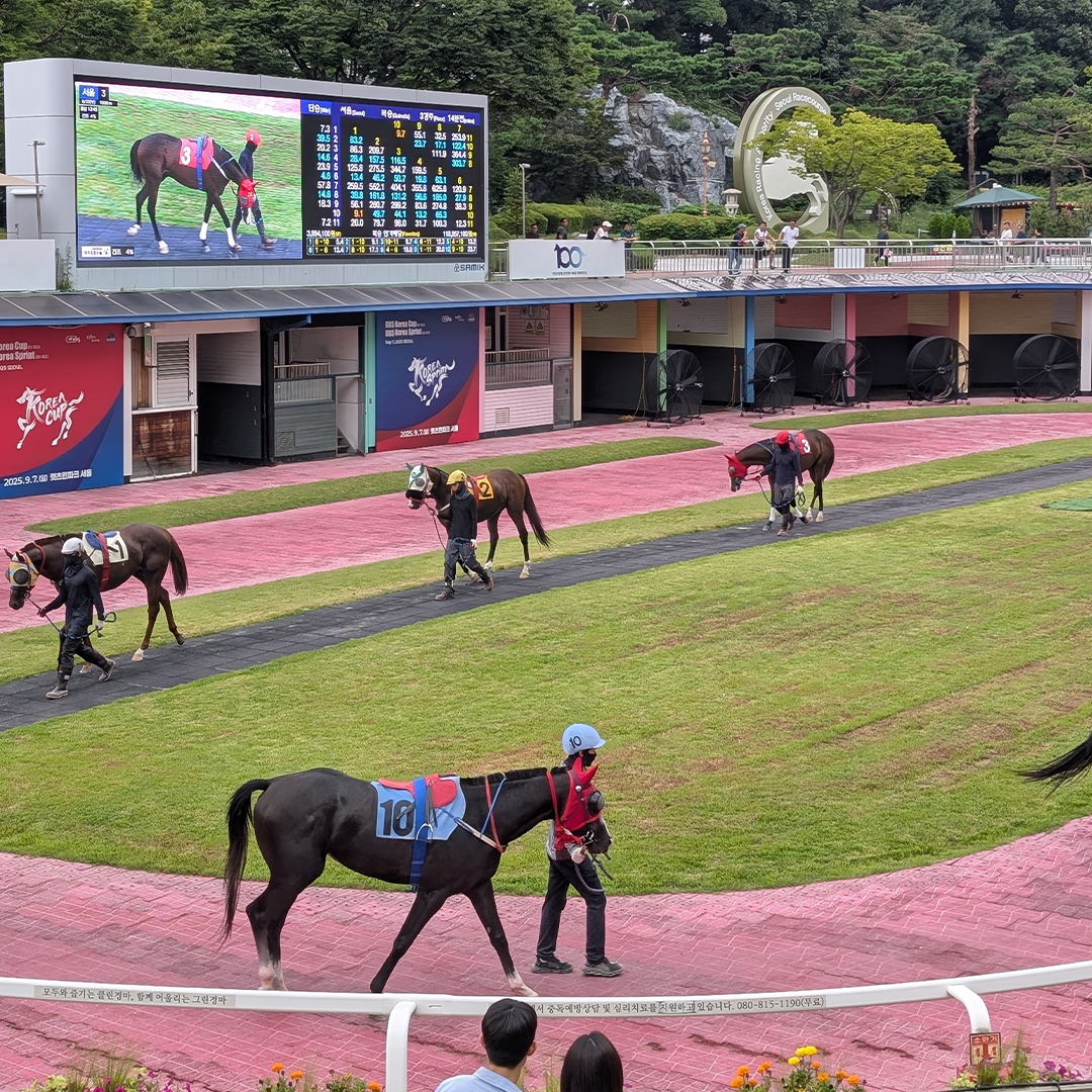 Photo from CJ's trip to South Korea - Day 2 (view of the racetrack paddock with horses saddled up)