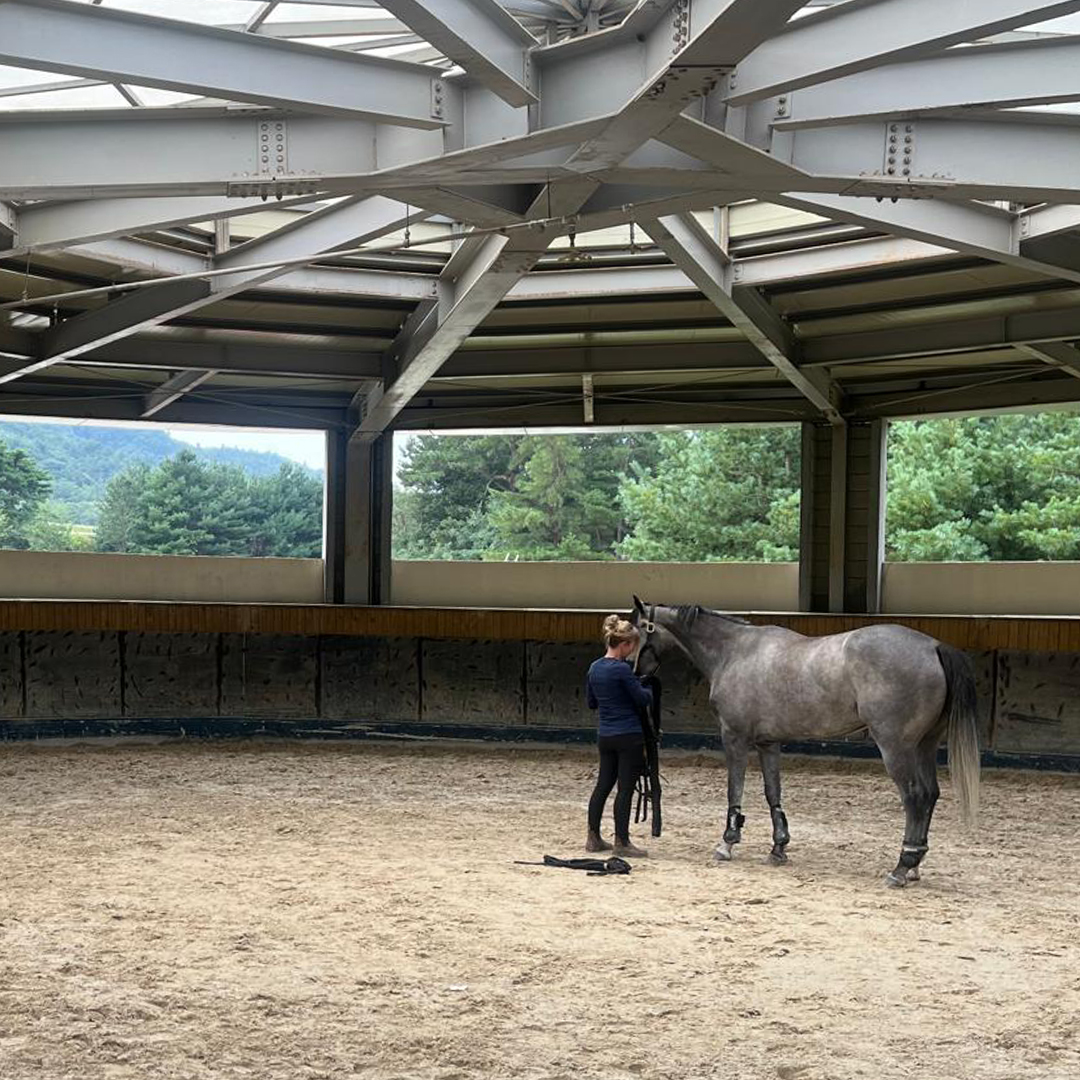 Photo from CJ's trip to South Korea - Day 7 (hands-on demonstration with horse)