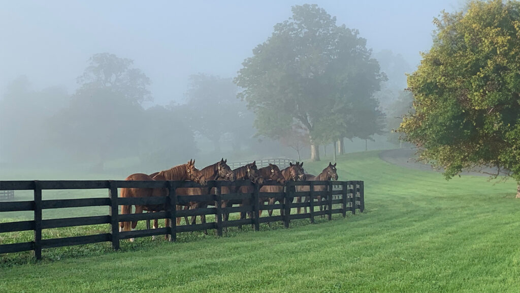 Thoroughbreds standing in a Kentucky field on a foggy morning.