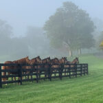 Thoroughbred Aftercare Alliance Receives Funding from Commonwealth of Kentucky