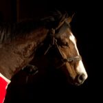 Woodbine to host Aftercare Day October 4